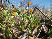 cantara piccole gole19022012 036